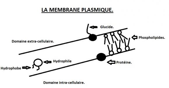 http://l1-psychologie.cowblog.fr/images/Membraneplasmique.jpg