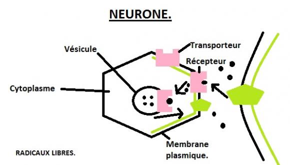 http://l1-psychologie.cowblog.fr/images/Neurone.jpg